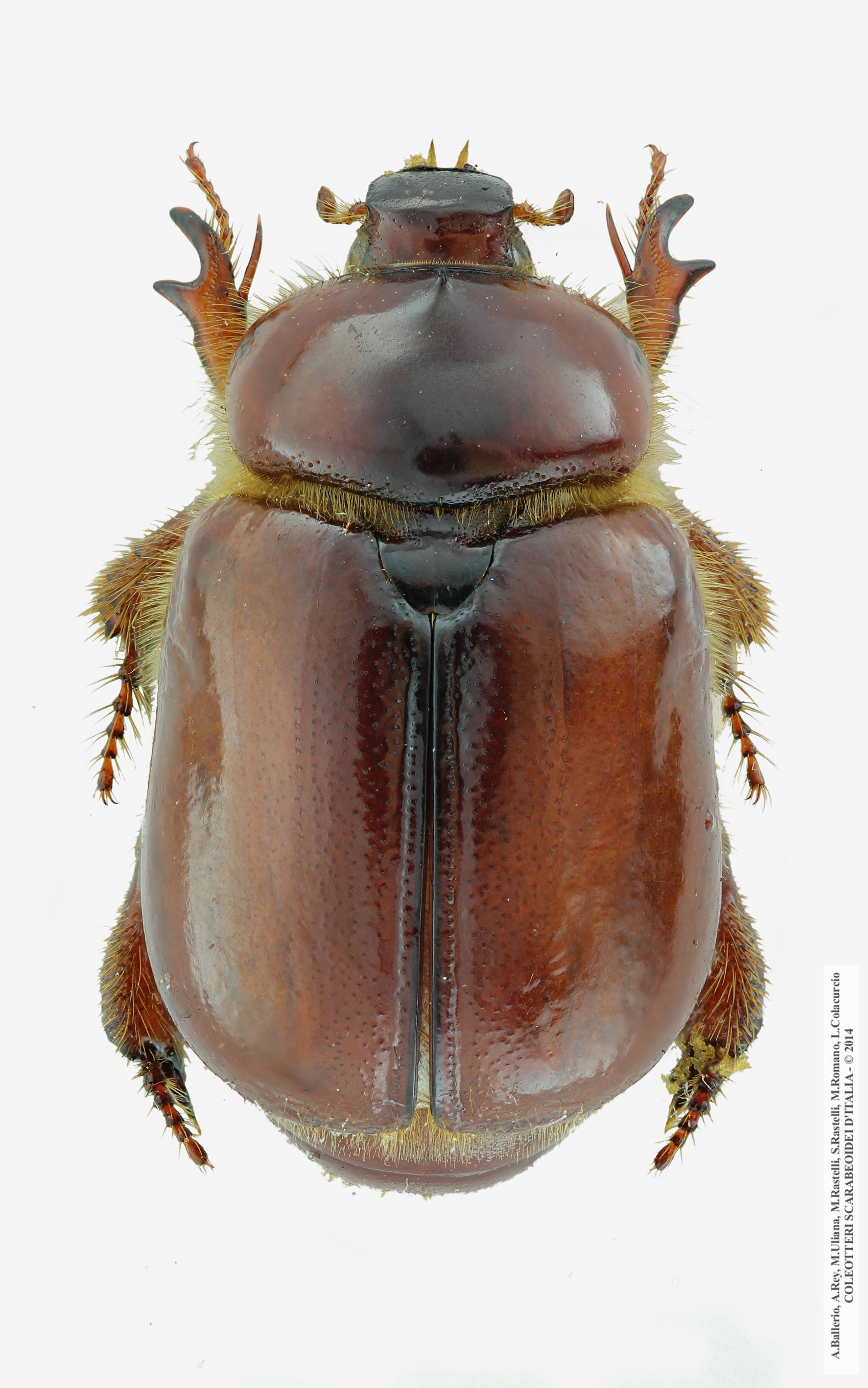 Calicnemis sardiniensis, maschio 